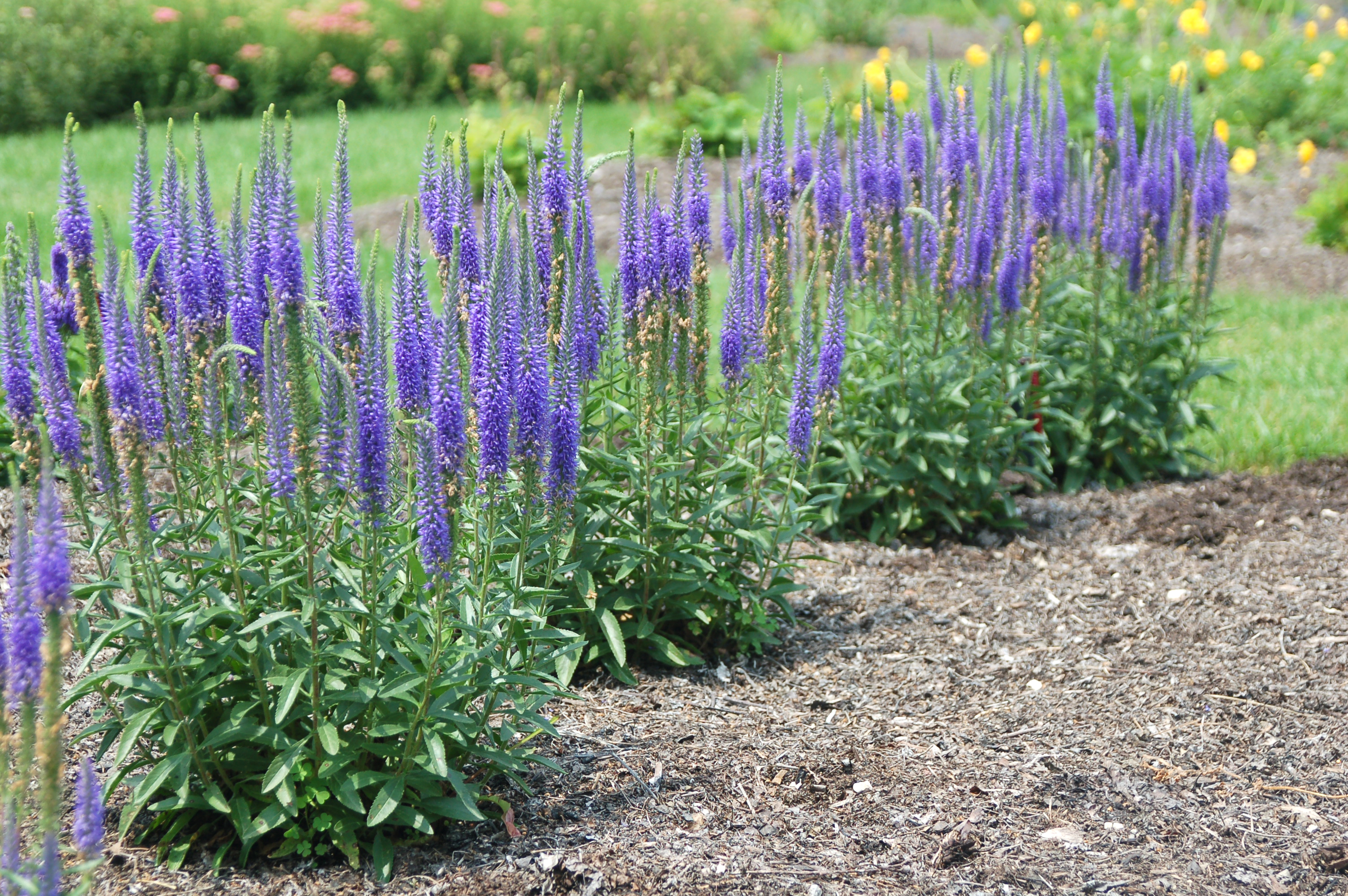 Вероника колосковая — Пик декоративности